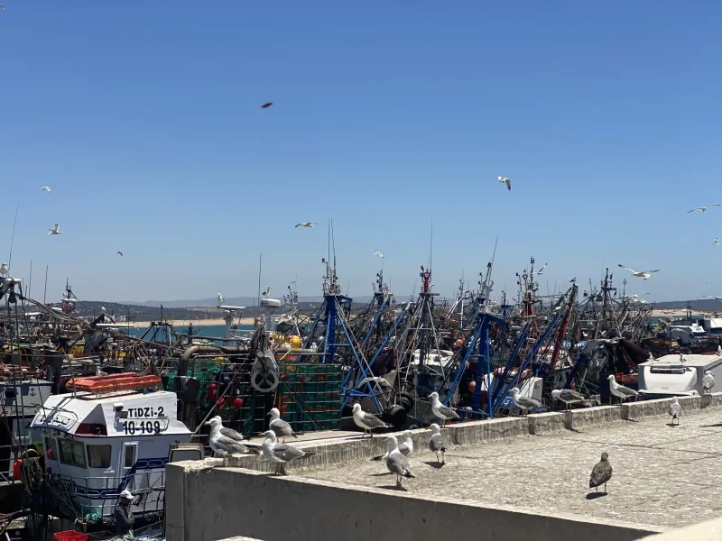 Fishing fleet and seagulls in Essaouira harbor