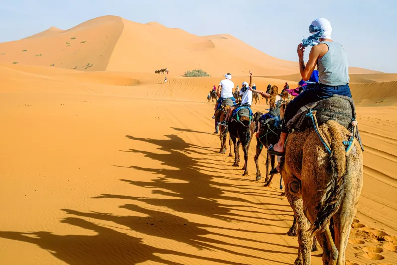 Camel caravan crossing the golden dunes of Merzouga