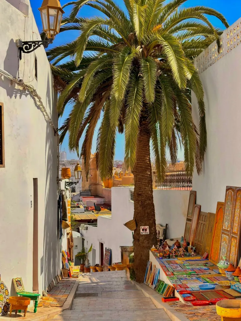 Palm-lined market street in Rabat's medina